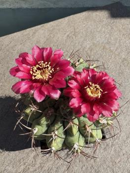 Gymnocalycium carminanthum